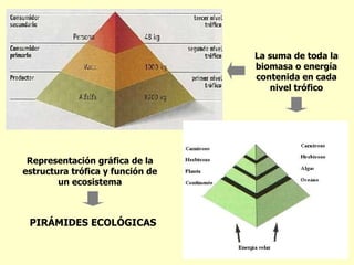 PIRÁMIDES ECOLÓGICAS Representación gráfica de la estructura trófica y función de un ecosistema La suma de toda la biomasa o energía contenida en cada nivel trófico 