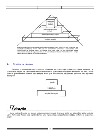 Consumidor
                                                          terciário
                                                          (1,5kcal)


                                                   Consumidor secundário
                                                         (15kcal)


                                                Consumidor primário (150kcal)


                                                     Produtor (1.500kcal)




            Pirâmide de energia num ecossistema de floresta temperada. Para cada 1.500 kcal fornecidas pela
            vegetação (produtores), apenas 150 kcal são efetivamente transferidas e aproveitadas pelos
            consumidores de primeira ordem. Da mesma forma, para cada 150 kcal disponíveis desses
            consumidores para os de segunda ordem, só 15 kcal serão aproveitadas. O aproveitamento é sempre
            de um décimo de energia no grupo trófico anterior.




2.     Pirâmide de números

     Expressa a quantidade de indivíduos presentes em cada nível trófico da cadeia alimentar. A
quantidade de pés de capim será sempre maior que a quantidade de coelhos existentes na área, assim
como a quantidade de coelhos será sempre maior que a quantidade de gaviões, para que haja equilíbrio
ecológico.




    Numa cadeia alimentar em que os produtores sejam árvores de grande porte, um só produtor pode sustentar
vários herbívoros. Nesse caso a pirâmide terá uma representação específica (invertida), conforme o esquema a
seguir:




                                                             11
 