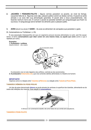 2.     JACARÉS + PÁSSARO-PALITO – Alguns vermes parasitam os jacarés, ao nível da faringe,
       causando falta de ar. Algumas aves (ex.: pássaro-palito) nutrem-se destes vermes. O jacaré se sente
       aliviado e as aves têm sua alimentação garantida. O jacaré abre a boca propositalmente, não
       fazendo nenhum mal à ave. É comum o jacaré se parasitar também por sanguessugas que ficam na
       sua boca. O sanguessuga serve também de alimento para o pássaro-palito.



3.     AVES (anum ou anus) + GADO – As aves se alimentam de carrapatos que parasitam o gado.
III. Comensalismo ou Trofobiose: (+/O)
    É uma associação interespecífica em que um organismo procura recursos alimentares no outro, sem lhe causar
danos. O termo comensalismo quer dizer comer em uma mesma mesa, ou aquele que come (come o que é
rejeitado por outro).

     Exemplos:
     1. Protozoário + anfíbios
     (Opalina ranarum)   (rãs e sapos)

                                                       É um protozoário ciliado



                                                                            ANFÍBIO




                                             OPALINA




        O protozoário vive no tubo digestivo dos anfíbios, nutrindo-se dos excrementos.
     2. O protozoário Entamoeba coli, que vive comendo detritos alimentares no intestino do homem.


     IMPORTANTE!
     Vejamos como é a relação entre Tubarões e Rêmoras e a relação entre Tubarão e Peixe-Piloto.

TUBARÃO E RÊMORA OU PEIXE-PIOLHO

    Um tipo de peixe denominado rêmora se gruda através de ventosas à superfície dos tubarões, alimentando-se de
restos das refeições dos mesmos. Esta relação é comensalismo.




                          A rêmora é um comensal do tubarão: ela come restos de sua comida sem prejudicá-lo.

TUBARÃO E PEIXE-PILOTO

    A relação entre Tubarão e Peixe-Piloto (Naucrates ductor): o peixe-piloto leva o tubarão para os locais onde o
tubarão comerá suas vítimas. O peixe-piloto aproveita-se também da refeição. Esta relação é protocooperação, pois
ambos se aproveitam da relação.
                                                                 23
 