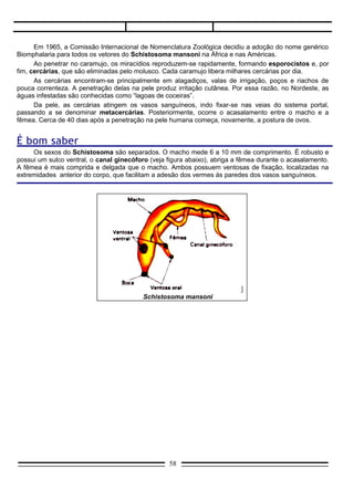 Ciclo da esquistossomose




                       Ciclo de vida de Schistosoma mansoni (as dimensões dos ovos, das larvas e do
                               caramujo não estão em escala correta; são apenas ilustrativas).
Quadro clínico
      O período de incubação é de 1 a 2 meses. A doença tem duas fases, uma aguda e outra crônica. A
primeira se instala com febre, falta de apetite, tosse e diarréia. Há emagrecimento, aumento do volume do
fígado e discreto avolumamento do baço. Em geral, a fase aguda dura de 1 a 2 meses, quando se observa
regressão dos sintomas.
      A fase crônica é em geral assintomática, ocorrendo eventualmente diarréia alternada com prisão de
ventre. A doença, no entanto, evolui para formas graves, sendo uma delas a hipertensão portal. Nesse
caso, há alterações no fígado, que aumenta ainda mais de tamanho (hepatomegalia), e posterior cirrose
(lesões graves). Há também crescimento de volume do baço (esplenomegalia) e hemorragias por
rompimento de vasos no esôfago. Nesse período, o volume abdominal se acentua pronunciadamente, por
extravasamento de plasma sangüíneo (ascite).

Profilaxia
      Consiste de educação sanitária e saneamento básico. Deve-se fazer o máximo para que as fezes
sejam depositadas em lugar adequado e evitar que indivíduos sadios tenham contato com águas
infestadas. O combate ao caramujo é feito com molusculicidas. Nas valas de irrigação, aconselha-se o uso
de botas, embora o melhor seja utilizar irrigação por aspersão e fechar os canais.
      Outra forma de combate ao caramujo é o emprego de um peixe, a tilápia, que se alimenta desse
molusco. É o denominado combate biológico. Este processo apresenta, sobre o uso de molusculicidas,
duas grandes vantagens; não polui o meio ambiente e não provoca desequilíbrios ecológicos, desde que
seja criterioso e adequadamente empregado.


2. TENÍASE

                                                           58
 