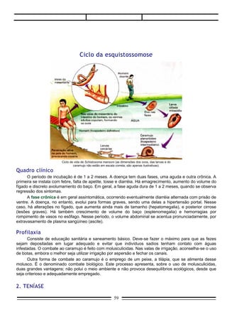 Agentes causadores - A teníase é parasitose intestinal causada por vermes achatadas,
hermafroditas, denominadas Taenia solium e Taenia saginata.
      A Taenia solium tem de 2 a 3 metros de comprimento, podendo alcançar até 7 metros. O corpo
divide-se em cabeça (escólex), pescoço (colo) e estróbilo. A cabeça tem 1 mm de diâmetro, apresentando
acúleos (espinhos) e ventosas, com os quais o verme se prende à parede intestinal. O corpo é formado por
anéis ou proglotes. Quanto mais distante da cabeça estiverem os proglotes, mais velhas serão,
apresentando-se cheias de ovos, sendo por isso denominadas proglotes grávidas.




                                              Taenia solium




      A Taenia saginata é maior que a Taenia solium, com 4 a 10 metros de comprimento. Além disso,
não apresenta acúleos na cabeça.
      Contaminação e ciclo – Pode-se adquirir a Taenia solium por ingestão de carne de porco e a
Taenia saginata por ingestão de carne de boi ou vaca contaminada. O indivíduo doente elimina anéis das
tênias com as fezes, ao defecar. Esses anéis (proglotes) estão cheios de ovos, e se abrem ao atingir o
meio externo. No caso da Taenia solium, os ovos, misturados com alimento, são ingeridos pelo porco. No
estômago desse animal, o suco gástrico dissolve o envoltório ovular, liberando o embrião, que atravessa a
parede intestinal e cai na circulação.
      Pelo sangue, ele chega aos músculos e, mais raramente, ao cérebro, onde cresce formando uma
larva denominada Cysticercus celulose (cisticerco), que pode ser observada na carne sob a forma de
pequenos nódulos brancos.
      Se um indivíduo ingerir essa carne de porco mal cozida, o cisticerco vai ao seu intestino, onde
desenvolve-se no verme adulto. A Taenia saginata tem ciclo semelhante, com a diferença que evolui no
boi e tem como larva o Cysticercus bovis.



É bom saber
Tênias não possuem tubo digestivo
      As tênias não possuem tubo digestivo. Vivem da absorção do alimento digerido pelo seu hospedeiro.
É como se o intestino do homem passasse a ser o intestino das tênias. É um parasitismo altamente
especializado. Muitas pessoas nem percebem que tênia solitária. Tampouco percebem que entre suas
fezes existem pedaços de proglotes. O achado é muitas vezes casual, em ocasiões por exemplo, de
realização de exames de fezes.
      .

                                                   59
 