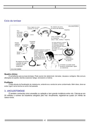 Anecylostoma duoedanale
                                                        Capsula bucal com dentes

        O amarelão pode ser causado por dois vermes: Anecylostoma duoedanale e Necator americanus. O
ANECYLOSTOMA tem de 8 a 12 mm de comprimento e o NECATOR de 7 a 9 mm, sendo a fêmea de
ambos maior que o macho.
        O Anecylostoma apresenta uma cápsula bucal com quatro dentes e o Necator uma cápsula provida
de placas cortantes. É por meio dos dentes e placas cortantes que estes vermes fixam-se à parede do
intestino delgado e alimentam-se de sangue.
        Contaminação e ciclo – Pode ser feita por penetração de larvas dos vermes através da pele (hábito
de andar descalço) ou por ingestão de ovos dos parasitas. Uma vez no intestino, a fêmea põe ovos que
são eliminados com as fezes. No solo, os ovos libertam larvas rabditoides, que se transformam em
filarioides infestantes, capazes de atravessar a pele humana.
        Quando isso ocorre, caem na circulação, chegam ao coração e daí aos pulmões, onde, atravessando
a parede dos alvéolos, sobem à árvore respiratória, chegando à faringe. São então deglutidas e atingem
finalmente o intestino, onde se desenvolvem em vermes adultos.
        Quadro clínico – Como o verme fixa-se à parede intestinal e alimenta-se de sangue, aparece a
anemia, acompanhada de fraqueza e emagrecimento. Por causa da anemia, a pele apresenta uma
tonalidade pálida, daí o nome amarelão. O indivíduo apresenta-se indolente e com pouca produtividade no
trabalho. Frequentemente surgem perversões de apetite, como o hábito de comer terra. Como sintomas da
parasitose intestinal, podemos citar dores abdominais, vômitos, diarréia e, às vezes, disenteria.
Manifestações pela migração de larvas são pouco frequentes.


Ciclo da ancilostomíase




                                                   62
 