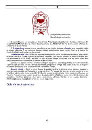 1.   Após o acasalamento no intestino humano, as fêmeas iniciam a postura de ovos.
2.   Misturados às fezes, os ovos são eliminados para o solo. A diferença em relação à ascaridíase é
     que, nesse caso, os ovos eclodem no solo e liberam uma larva.
3.   Em solos úmidos, as larvas permanecem vivas e se alimentam. Sofrem mudas da cutícula durante
     este período.
4.   Pessoas que andam descalças são sujeitas à contaminação.
5.   As larvas penetram ativamente pela pele e atingem a circulação. Daí, executam uma viagem
     semelhante àquela executada pelas larvas de áscaris, até atingir o intestino delgado.
6.   As larvas atingem finalmente o intestino delgado e transformam-se em adultos, reiniciando o ciclo.

Profilaxia

     Saneamento básico, com a construção de fossas e rede de esgotos.
     Andar calçado em solos sujeitos à ocorrência das larvas.




É bom saber
Jeca tatu e o amarelão
      O famoso personagem de Monteiro Lobato, Jeca Tatu, representativo da situação de pobreza em
que vivem nossos peões da agricultura, foi muito utilizado em campanhas de esclarecimento da doença. E
foi até explorado comercialmente. O hábito de andar descalço da maioria da população rural pobre é
associado à ocorrência dessa verminose, que as pessoas fracas, indolentes, anêmicas e inabilitadas para
o trabalho. Houve épocas em que a comercialização de calçados, tipo alpargatas, era feita com base em
propagandas que tinham como intuito a prevenção da doença.
                                                  63
 