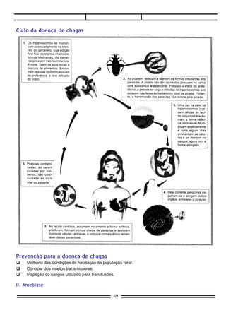 Causador: Entamoeba histolytica.
       Hospedeiro definitivo: homem.
       Hospedeiro intermediário: não há.
       Local do parasitismo: intestino grosso. Podem, também ser afetados o fígado, os pulmões e o
cérebro. Entamoeba histolytica - é a única ameba que é parasita do homem; localiza-se comumente no
intestino, causando a amebíase intestinal, que se caracteriza basicamente por lesões na mucosa intestinal,
de difícil cicatrização; o paciente portador da amebíase tem anemia, com fezes sanguinolentas e com
muco; daí a razão de ela ser também chamada de disenteria amebiana. Eventualmente a Entamoeba
histolytica pode sair do intestino e contaminar outros órgãos como o fígado, o cérebro etc., determinando a
amebíase extra-intestinal. Quando ataca o cérebro, ela é fatal.
       Quando a Entamoeba histolytica ataca o intestino, forma comumente uma parede muito resistente
em volta de si mesma e que se chama de cisto; é sob a forma encistada que ela é liberada com as fezes
do indivíduo doente.
       Como os cistos são muito mais resistentes, eles podem passar muito tempo fora do organismo do
hospedeiro, até que sejam novamente ingeridos, quando, então, os cistos se rompem e completa-se o
ciclo. Comumente a Entamoeba histolytica é adquirida pela ingestão de alimentos contaminados por cistos,
que são formas resistentes.



É bom saber
     Outras espécies de amebas podem habitar normalmente o intestino humano, sem causar doença. É
o caso da Entamoeba coli, considerada um comensal da espécie humana.
     .


Prevenção da amebíase
    Construção de uma adequada rede de esgotos que possa destinar as fezes para lugar seguro.
    Controle da qualidade da água - muitas pessoas se utilizam água de poço que não deve, de modo
     algum, ser contaminada por fezes humanas.
    Fervura da água de locais suspeitos, correta lavagem de verduras com água não-contaminada e
     hábitos de higiene pessoal, como lavar as mãos após o uso do sanitário e antes das refeições.




CICLO DA AMEBÍASE


                                                    69
 
