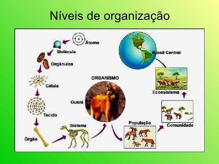Categoria De Organismos Em Ecologia Que Alimentam De Outros Organismos