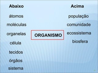 átomos moléculas organelas célula tecidos órgãos sistema Abaixo  Acima população comunidade ecossistema biosfera ORGANISMO 