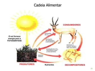 Cadeia Alimentar DECOMPOSITORES CONSUMIDORES PRODUTORES O sol fornece energia para a FOTOSSÍNTESE Nutrientes 