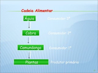 Cadeia Alimentar Plantas Camundongo Cobra Águia Produtor primário Consumidor 1º Consumidor 2º Consumidor 3º 
