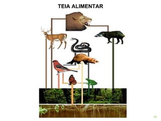 TEIA ALIMENTAR 