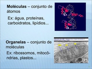 Moléculas  – conjunto de  átomos Ex: água, proteínas,  carboidratos, lipídios... Organelas  – conjunto de  moléculas Ex: ribossomos, mitocô- ndrias, plastos... 