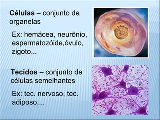 Células  – conjunto de  organelas  Ex: hemácea, neurônio,  espermatozóide,óvulo,  zigoto... Tecidos  – conjunto de  células semelhantes Ex: tec. nervoso, tec.  adiposo,...  