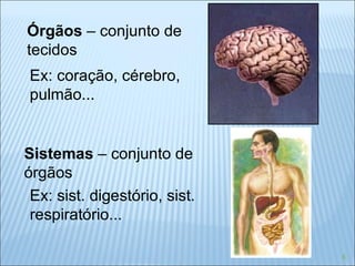 Órgãos  – conjunto de  tecidos Ex: coração, cérebro,  pulmão... Sistemas  – conjunto de  órgãos Ex: sist. digestório, sist.  respiratório... 