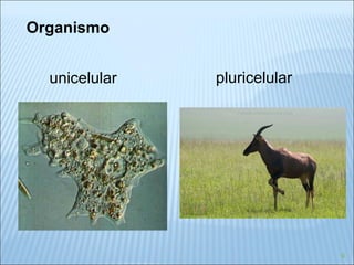Organismo unicelular pluricelular 