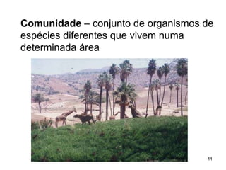 Comunidade  – conjunto de organismos de espécies diferentes que vivem numa determinada área 
