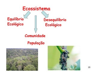 Ecossistema Equilíbrio  Ecológico Desequilíbrio Ecológico Comunidade População 