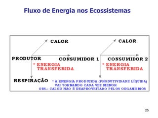 Fluxo de Energia nos Ecossistemas 