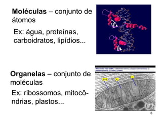 Moléculas  – conjunto de  átomos Ex: água, proteínas,  carboidratos, lipídios... Organelas  – conjunto de  moléculas Ex: ribossomos, mitocô- ndrias, plastos... 