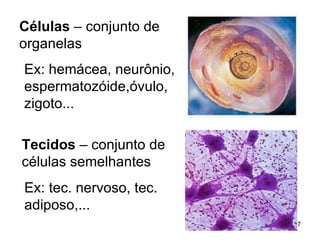 Células  – conjunto de  organelas  Ex: hemácea, neurônio,  espermatozóide,óvulo,  zigoto... Tecidos  – conjunto de  células semelhantes Ex: tec. nervoso, tec.  adiposo,...  