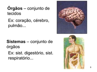 Órgãos  – conjunto de  tecidos Ex: coração, cérebro,  pulmão... Sistemas  – conjunto de  órgãos Ex: sist. digestório, sist.  respiratório... 