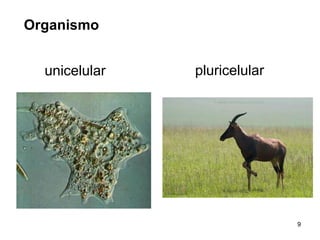 Organismo unicelular pluricelular 