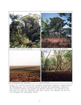a) Floresta densa húmida           b) Floresta aberta de Miombo




c) Pradaria de aluvião             d) Mangal
Figura 8. Vista parcial de algumas formações vegetais importantes
de Moçambique (a) floresta densa húmida em Chmanimani, Manica;
(b) foresta aberta de miombo em Báruè, Manica; (c) pradaria de
aluvião no vale do Limpopo, Xai-Xai, Gaza; (d) Mangal na foz do
rio Limpopo em Zongoene, Gaza.




                              27
 