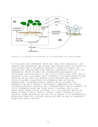 ventos
 (a)                                               animais
                                                    rios
                                   Biomassa
 incorporação                      morta
 na biomassa
                                                escoamento
                                                superficial
                                 humificação
     absorção
     radicular                                             (b)
                 mineralização


                  lixiviação

                 sedimentação


Figura 23. Circulação de nutrientes (a) intrassistema; (b) intersistemas.



A circulação dos elementos dá-se por duas vias essenciais: (a)
aqueles que apresentam uma grande fase gasosa estão incluidas no
ciclo gasoso que é de âmbito regional e inter-sistemas; (b)
aqueles que carecem duma fase gasosa e perfazem o seu ciclo nos
sedimentos. Estes últimos são normalmente basicamente de
circulação intra-sistema e o seu ciclo é muito mais lento que os
gasosos; a sua circulação entre sistemas é insignificante e pode
realizar-se por meio de animais ou de erupções que removem a
terra e trazem à superfície os elementos que se haviam
sedimentado. Um desequilíbrio (dentro de um sistema) nos
elementos de ciclo gasoso é facilmente compensado por outros
sistemas próximos, enquanto que o desequilíbrio de um elemento de
ciclo sedimentar pode ser fatal para o sistema, pois a sua
mobilização desde outros sistemas, ou o seu retorno dentro do
mesmo sistema é muito lento e casual. Alguns elementos como o
enxofre, podem apresentar-se nos ciclos gasoso e no sedimentario,
porém este deve ser incluido dentro da fase em que se apresenta
disponível para a planta.




                                           54
 