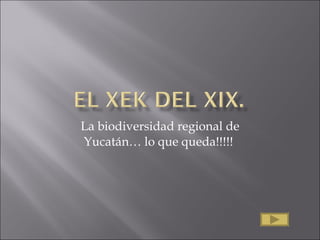 La biodiversidad regional de Yucatán… lo que queda!!!!!  