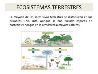 ECOSISTEMAS TERRESTRES
La mayoría de los seres vivos terrestres se distribuyen en los
primeros 6700 mts. Aunque se han hallado esporas de
bacterias y hongos en la atmósfera a mayores alturas.
 