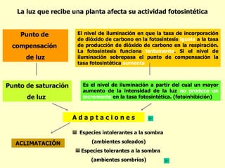 La luz que recibe una planta afecta su actividad fotosintética


    Punto de          El nivel de iluminación en que la tasa de incorporación
                      de dióxido de carbono en la fotosíntesis iguala a la tasa
 compensación         de producción de dióxido de carbono en la respiración.
                      La fotosíntesis funciona lentamente. Si el nivel de
      de luz          iluminación sobrepasa el punto de compensación la
                      tasa fotosintética aumenta



Punto de saturación     Es el nivel de iluminación a partir del cual un mayor
                        aumento de la intensidad de la luz no produce un
      de luz            incremento en la tasa fotosintética. (fotoinhibición)



                      Adaptaciones

                       Especies intolerantes a la sombra

  ACLIMATACIÓN             (ambientes soleados)
                       Especies tolerantes a la sombra
                           (ambientes sombríos)
 