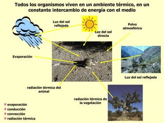 Todos los organismos viven en un ambiente térmico, en un
         constante intercambio de energía con el medio

                           Luz del sol
                            reflejada                                 Polvo
                                                                   atmosférico
                                                     Luz del sol
                                                      directa




   Evaporación




                                                                    Luz del sol reflejada


           radiación térmica del
                  animal

                                         radiación térmica de
                                            la vegetación
evaporación
conducción
convección
radiación térmica
 