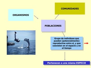 COMUNIDADES

ORGANISMOS



             POBLACIONES




                    Grupo de individuos que
                   pueden (potencialmente)
                  reproducirse entre sí, y que
                  coexisten en el espacio y en
                           el tiempo




              Pertenecen a una misma ESPECIE
 