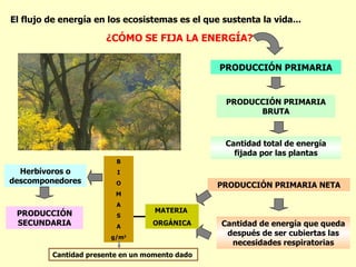 El flujo de energía en los ecosistemas es el que sustenta la vida...

                      ¿CÓMO SE FIJA LA ENERGÍA?

                                                PRODUCCIÓN PRIMARIA


                                                  PRODUCCIÓN PRIMARIA
                                                        BRUTA



                                                  Cantidad total de energía
                                                    fijada por las plantas
                         B
  Herbívoros o           I
descomponedores          O                      PRODUCCIÓN PRIMARIA NETA
                         M
                         A
 PRODUCCIÓN                        MATERIA
                         S
 SECUNDARIA              A
                                  ORGÁNICA       Cantidad de energía que queda
                        g/m2
                                                  después de ser cubiertas las
                                                   necesidades respiratorias
         Cantidad presente en un momento dado
 