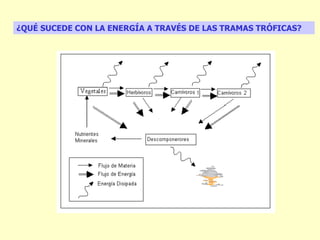 ¿QUÉ SUCEDE CON LA ENERGÍA A TRAVÉS DE LAS TRAMAS TRÓFICAS?
 