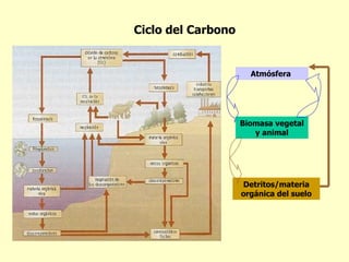 Ciclo del Carbono


                      Atmósfera




                    Biomasa vegetal
                       y animal




                    Detritos/materia
                    orgánica del suelo
 