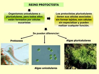 REINO PROTOCTISTA


  Organismos unicelulares o              Los protoctistas pluricelulares
pluricelulares, pero todos ellos          tienen sus células asociadas
  están formados por células             sin formar tejidos, son células
           eucariotas                       sin especializar y pueden
                                            realizar cualquier función.


                       Se pueden diferenciar:


   Protozoos                                      Algas pluricelulares




                        Algas unicelulares
 