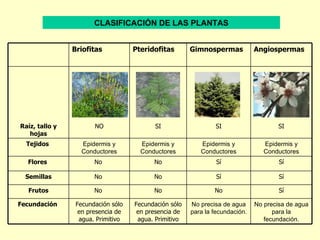 CLASIFICACIÓN DE LAS PLANTAS


                Briofitas           Pteridofitas       Gimnospermas           Angiospermas




Raíz, tallo y          NO                  SI                  SI                     SI
   hojas
  Tejidos          Epidermis y        Epidermis y         Epidermis y            Epidermis y
                   Conductores        Conductores         Conductores            Conductores
  Flores               No                 No                    Sí                    Sí

  Semillas             No                 No                    Sí                    Sí

  Frutos               No                 No                   No                     Sí

Fecundación      Fecundación sólo   Fecundación sólo   No precisa de agua     No precisa de agua
                  en presencia de    en presencia de   para la fecundación.         para la
                  agua. Primitivo    agua. Primitivo                             fecundación.
 