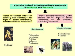 Los animales se clasifican en dos grandes grupos que son
                     los diblásticos y los triblásticos.



Tienen un desarrollo embrionario       Tienen un desarrollo más complejo y están
sencillo y están formados por dos      formados por tres hojas de células
hojas de células embrionarias,         embrionarias,   que    son   ectodermo,
llamadas ectodermo y endodermo         endodermo y mesodermo


                                                              •Deuteróstomos.
                                •Protóstomos

                                                               Equinodermos
                             Platelmintos,                     Cordados.
                             Nematodos,
                             Anélidos,
                             Moluscos
                             Artrópodos.
 Poríferos
 