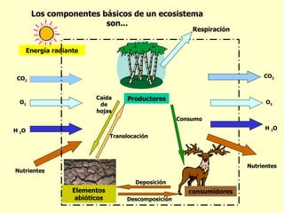 Los componentes básicos de un ecosistema
                         son...
                                                            Respiración


       Energía radiante



 CO2                                                                           CO2


                            Caída       Productores
  O2                         de                                                 O2
                            hojas
                                                        Consumo

H 2O                                                                            H 2O
                                  Translocación




                                                                          Nutrientes
Nutrientes

                                          Deposición
                     Elementos                             consumidores
                      abióticos        Descomposición
 