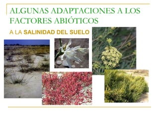 ALGUNAS ADAPTACIONES A LOS
FACTORES ABIÓTICOS
A LA SALINIDAD DEL SUELO
 