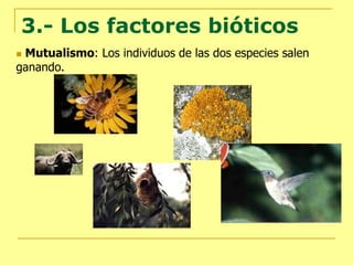3.- Los factores bióticos
Mutualismo: Los individuos de las dos especies salen
ganando.
 