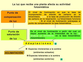 La luz que recibe una planta afecta su actividad
                        fotosintética

  Punto de
  Punto de         El nivel de iluminación en que la tasa de
                   incorporación de dióxido de carbono en la
 compensación
compensación       fotosíntesis iguala a la tasa de producción de dióxido
                   de carbono en la respiración. La fotosíntesis funciona
    de luz
    de luz         lentamente. Si el nivel de iluminación sobrepasa el
                   punto de compensación la tasa fotosintética aumenta



    Punto de
   Punto de          Es el nivel de iluminación a partir del cual un
   saturación
  saturación         mayor aumento de la intensidad de la luz no
                     produce un incremento en la tasa fotosintética.
    de luz
    de luz           (fotoinhibición)


                A d a p tt a cc i i o n e ss
                A d a p a            o n e

                   Especies intolerantes a la sombra
ACLIMATACIÓN
ACLIMATACIÓN            (ambientes soleados)
                   Especies tolerantes a la sombra
                        (ambientes sombríos)
 