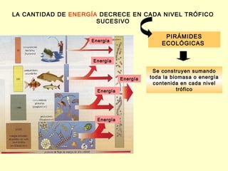 LA CANTIDAD DE ENERGÍA DECRECE EN CADA NIVEL TRÓFICO
                      SUCESIVO

                                               PIRÁMIDES
                    Energía
                                              ECOLÓGICAS


                     Energía

                                           Se construyen sumando
                                Energía   toda la biomasa o energía
                                           contenida en cada nivel
                      Energía                       trófico




                      Energía
 
