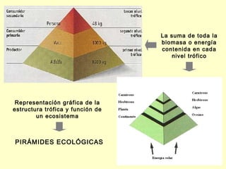 La suma de toda la
                                  biomasa o energía
                                  contenida en cada
                                     nivel trófico




 Representación gráfica de la
estructura trófica y función de
        un ecosistema



PIRÁMIDES ECOLÓGICAS
 