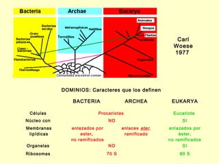 Carl
                                                           Woese
                                                           1977




             DOMINIOS: Caracteres que los definen

                 BACTERIA                ARCHEA           EUKARYA

 Células                   Procariotas                     Eucariota
Núcleo con                       NO                            SI
Membranas       enlazados por           enlaces eter ,   enlazados por
 lipídicas          ester,               ramificado          éster,
                no ramificados                           no ramificados
Organelas                        NO                            SI
Ribosomas                        70 S                        80 S
 