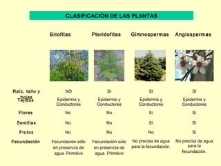 CLASIFICACIÓN DE LAS PLANTAS


                Briofitas          Pteridofitas       Gimnospermas           Angiospermas




Raíz, tallo y         NO                  SI                  SI                     SI
   hojas
 Tejidos          Epidermis y        Epidermis y         Epidermis y            Epidermis y
                  Conductores        Conductores         Conductores            Conductores
  Flores              No                 No                   Sí                     Sí

  Semillas            No                 No                   Sí                     Sí

   Frutos             No                 No                   No                     Sí

Fecundación     Fecundación sólo   Fecundación sólo   No precisa de agua     No precisa de agua
                 en presencia de    en presencia de   para la fecundación.         para la
                 agua. Primitivo    agua. Primitivo                             fecundación.
 