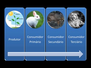 Consumidor   Consumidor   Consumidor
Produtor
            Primário    Secundário    Terciário
 