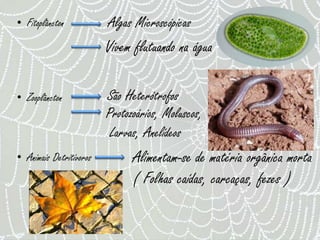• Fitoplâncton           Algas Microscópicas
                         Vivem flutuando na água

• Zooplâncton            São Heterótrofos
                         Protozoários, Moluscos,
                          Larvas, Anelídeos
• Animais Detritívoros         Alimentam-se de matéria orgânica morta
                               ( Folhas caídas, carcaças, fezes )
 