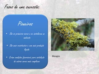 Fases de uma sucessão:

              Pioneiros
• São os primeiros seres a se instalarem no
                   ambiente

 • São mais resistentes e com mais produção
                    líquida
                                                Musgos
 • Criam condições favoráveis para instalação
        de outros seres mais complexos
 