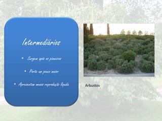Intermediários
     • Surgem após os pioneiros

      • Porte um pouco maior

• Apresentam menos reprodução líquida   Arbustos
 