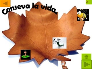 Conseva la vida.. 